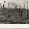 Cut-over and burned-over land along County K Highway. Forest County, Wisconsin