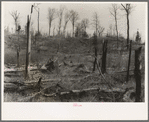 Cut-over and burned-over land along County K Highway. Forest County, Wisconsin