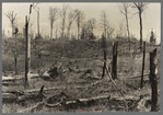 Cut-over and burned-over land along County K Highway. Forest County, Wisconsin