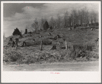 Cut-over hillside showing white pine stumps and logs left by operations. On road from Tipler to Long Lake, Wisconsin