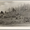 Cut-over hillside showing white pine stumps and logs left by operations. On road from Tipler to Long Lake, Wisconsin