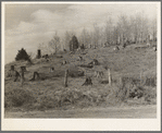 Cut-over hillside showing white pine stumps and logs left by operations. On road from Tipler to Long Lake, Wisconsin