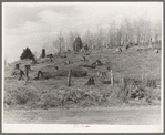 Cut-over hillside showing white pine stumps and logs left by operations. On road from Tipler to Long Lake, Wisconsin