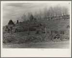 Cut-over hillside showing white pine stumps and logs left by operations. On road from Tipler to Long Lake, Wisconsin