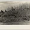 Cut-over hillside showing white pine stumps and logs left by operations. On road from Tipler to Long Lake, Wisconsin