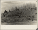 Cut-over hillside showing white pine stumps and logs left by operations. On road from Tipler to Long Lake, Wisconsin