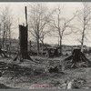 Cut-over and burned-over land near Tipler, Wisconsin