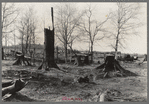 Cut-over and burned-over land near Tipler, Wisconsin