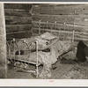 Bed in William Howell's home near Tipler, Wisconsin. He is a cut-over farmer with a family on relief