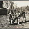 Child feeding calf on farm near Gibbs City, Michigan