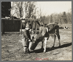 Child feeding calf on farm near Gibbs City, Michigan