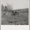 Removing stones on stone boat from cut-over land. Iron County, Michigan