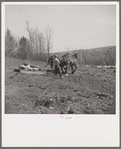 Removing stones on stone boat from cut-over land. Iron County, Michigan