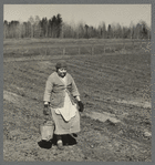 Woman carrying pail full of weeds from strawberry field near Mansfield, Michigan