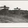 Corn stored by the farm group at Hightstown, New Jersey, for the dairy herd soon to be acquired by the colony