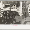 Stockyard attendants herding hogs into pens at stockyards, Aledo, Illinois