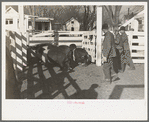 Stockyard attendants herding hogs into pens at stockyards, Aledo, Illinois