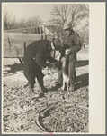 Vaccination of pigs on stock farm near Aledo, Illinois, usually done by a veterinary although some farmers do it