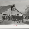 Parading a mule to be auctioned at country auction near Aledo, Illinois