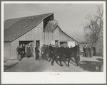 Parading a mule to be auctioned at country auction near Aledo, Illinois