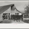Parading a mule to be auctioned at country auction near Aledo, Illinois