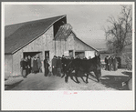 Parading a mule to be auctioned at country auction near Aledo, Illinois