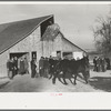 Parading a mule to be auctioned at country auction near Aledo, Illinois