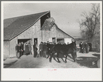 Parading a mule to be auctioned at country auction near Aledo, Illinois