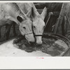 Breaking ice to water mules on on Rex Inman's farm near Estherville, Iowa. This farm of 360 acres is rented from company by tenant