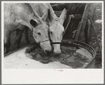 Breaking ice to water mules on on Rex Inman's farm near Estherville, Iowa. This farm of 360 acres is rented from company by tenant