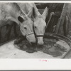 Breaking ice to water mules on on Rex Inman's farm near Estherville, Iowa. This farm of 360 acres is rented from company by tenant
