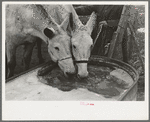Breaking ice to water mules on on Rex Inman's farm near Estherville, Iowa. This farm of 360 acres is rented from company by tenant