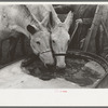 Breaking ice to water mules on on Rex Inman's farm near Estherville, Iowa. This farm of 360 acres is rented from company by tenant