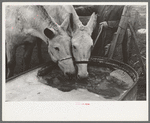 Breaking ice to water mules on on Rex Inman's farm near Estherville, Iowa. This farm of 360 acres is rented from company by tenant
