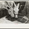 Breaking ice to water mules on on Rex Inman's farm near Estherville, Iowa. This farm of 360 acres is rented from company by tenant