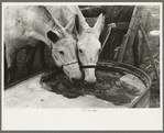 Breaking ice to water mules on on Rex Inman's farm near Estherville, Iowa. This farm of 360 acres is rented from company by tenant