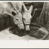 Breaking ice to water mules on on Rex Inman's farm near Estherville, Iowa. This farm of 360 acres is rented from company by tenant