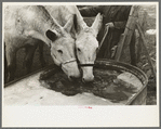 Breaking ice to water mules on on Rex Inman's farm near Estherville, Iowa. This farm of 360 acres is rented from company by tenant
