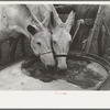 Breaking ice to water mules on on Rex Inman's farm near Estherville, Iowa. This farm of 360 acres is rented from company by tenant