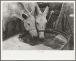 Breaking ice to water mules on on Rex Inman's farm near Estherville, Iowa. This farm of 360 acres is rented from company by tenant
