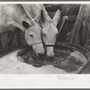 Breaking ice to water mules on on Rex Inman's farm near Estherville, Iowa. This farm of 360 acres is rented from company by tenant