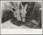 Breaking ice to water mules on on Rex Inman's farm near Estherville, Iowa. This farm of 360 acres is rented from company by tenant