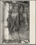 Harness in barn of H.H. Tripp, near Dickens, Iowa