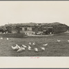 Straw barn built by Lloyd Sampson for his chickens and livestock near Armstrong, Iowa
