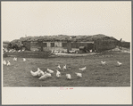 Straw barn built by Lloyd Sampson for his chickens and livestock near Armstrong, Iowa