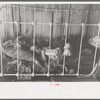 Baby in crib, Earl Pauley's home near Smithland Iowa