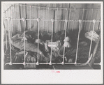 Baby in crib, Earl Pauley's home near Smithland Iowa