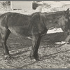 Blind and thin horse on Glen Cook's farm near Smithland, Iowa
