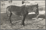 Blind and thin horse on Glen Cook's farm near Smithland, Iowa