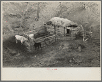 Livestock shelter on Charles Banta farm near Anthon, Iowa